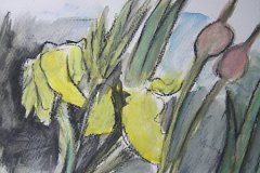 Gelbe Iris