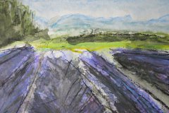 Lavendel 1